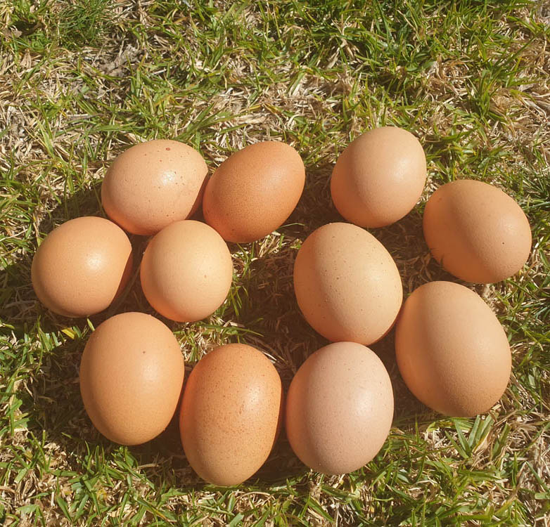 Eggs
