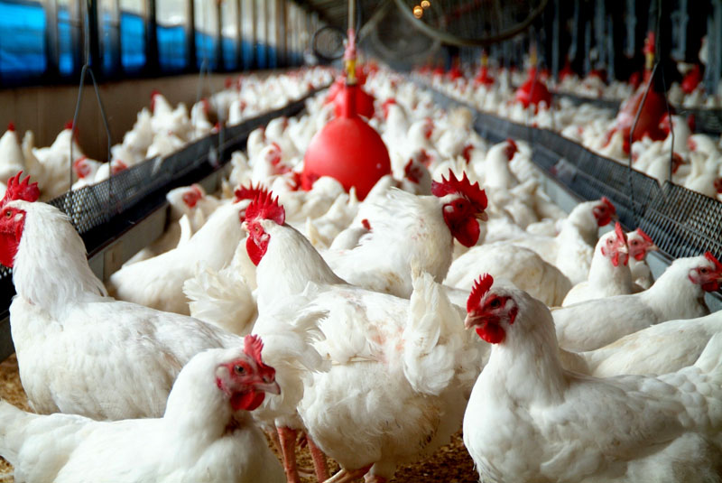 Chickens