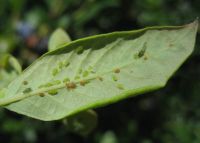 Blueberry aphid