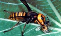 Hornets