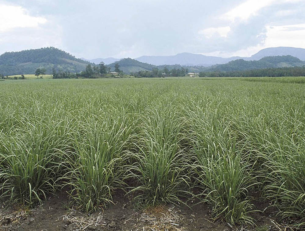 NSW Sugar Milling Co-operative Sugar Mill at Condong on the Tweed River near Murwillumbah. Cane crop in the foreground.
