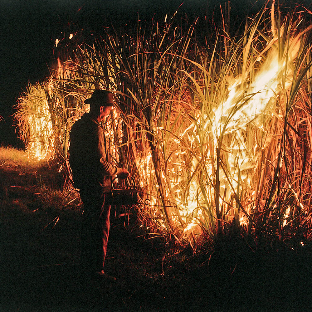 Farmer using drip torch to ignite sugar cane fire.