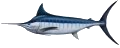 Marlin (Blue)