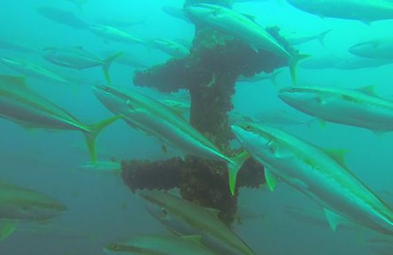 Fish school around an artificial reef.