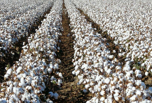 Cotton