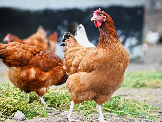 Hen