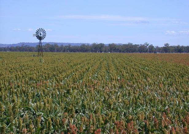 Sorghum