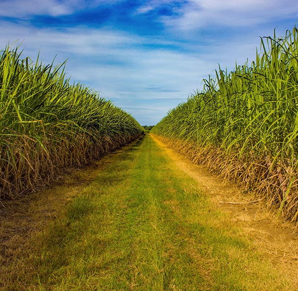 Sugarcane