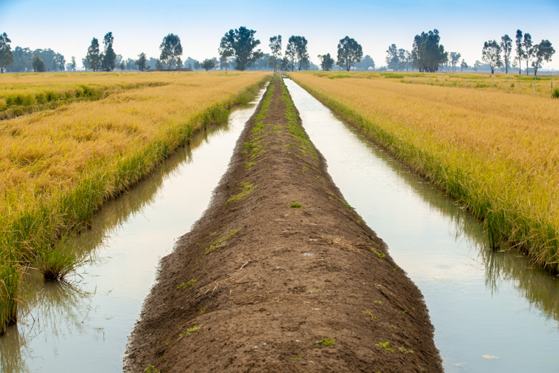 Rice research