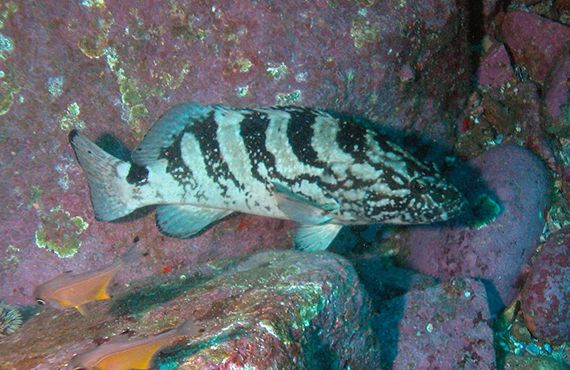 Black Rockcod