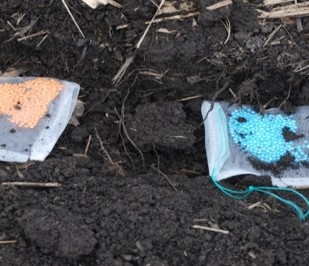 In-field testing of the N release from polymer coated urea (90 & 270 day products) closeup of soil with different Urea froms in gauze bags