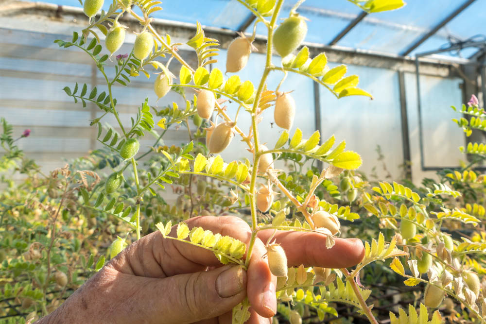 Hand holding a chickpea plant