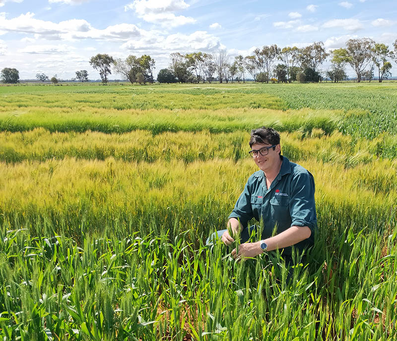 DPI employee holding wheat in a field