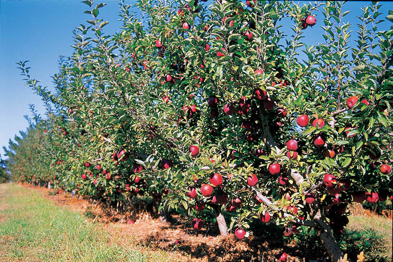 Apple orchard