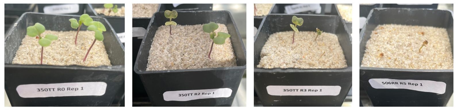 The seedings have been divided into four different canola cultivars identified by an R-rating (rate of herbicide) with increasing amounts of promethazine herbicide in the soil. Canola Seedlings