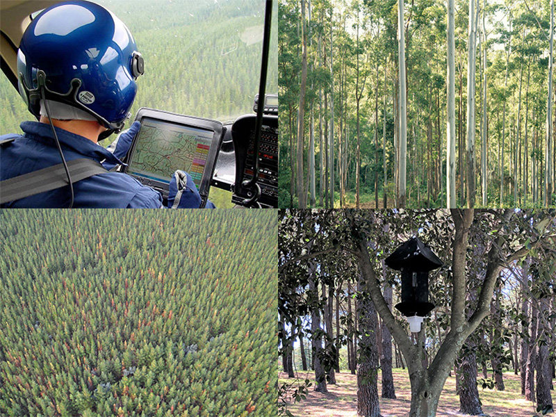 Forest Health - link to new page