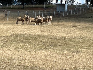 SHEEP