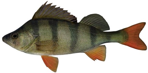 Redfin perch