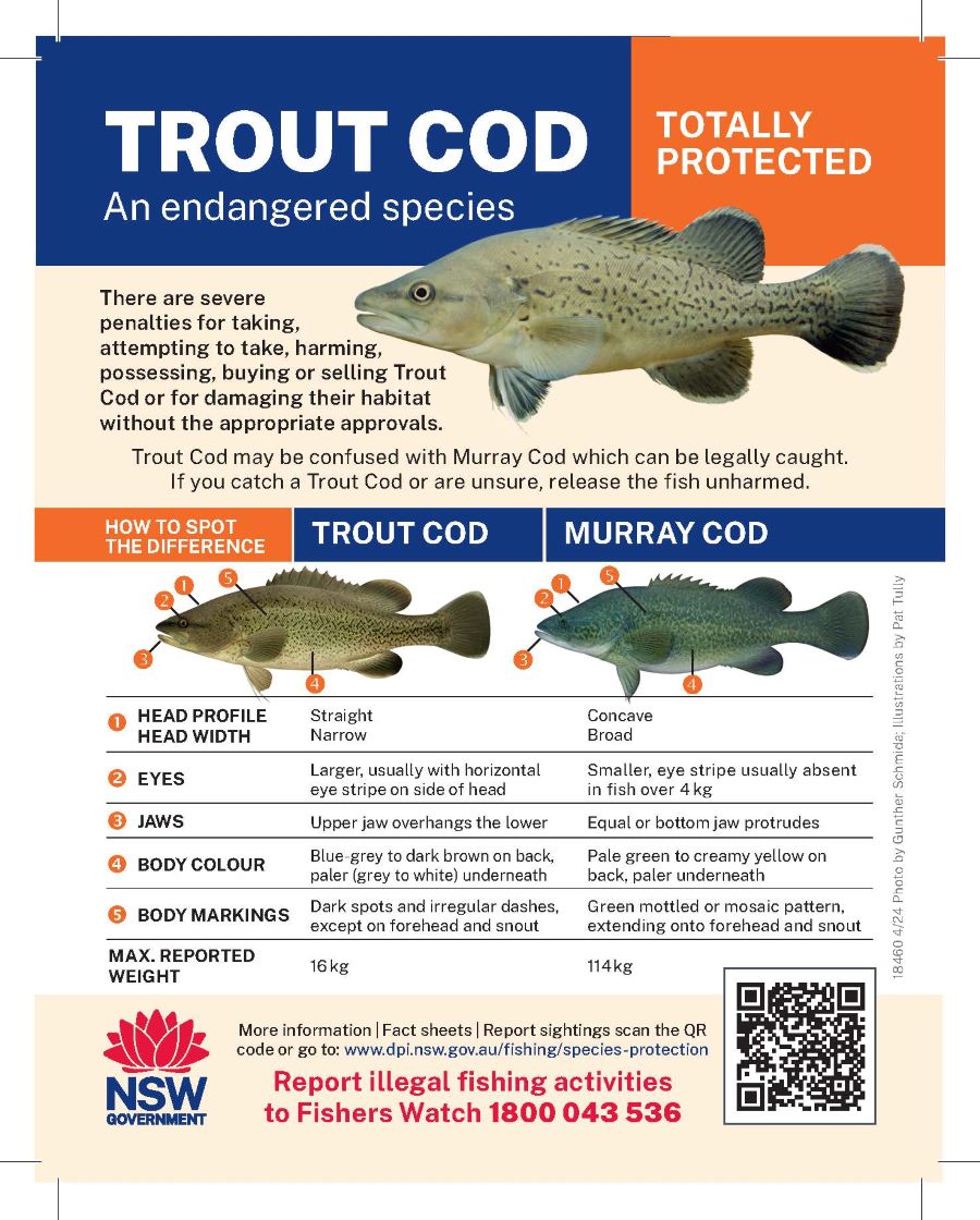 Trout Cod identification postcard