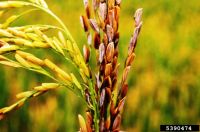 Bacterial panicle blight