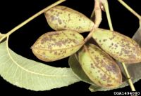 Pecan scab
