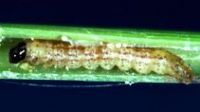 Stem borer