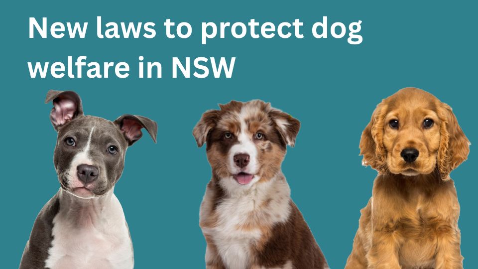 dog breed rules