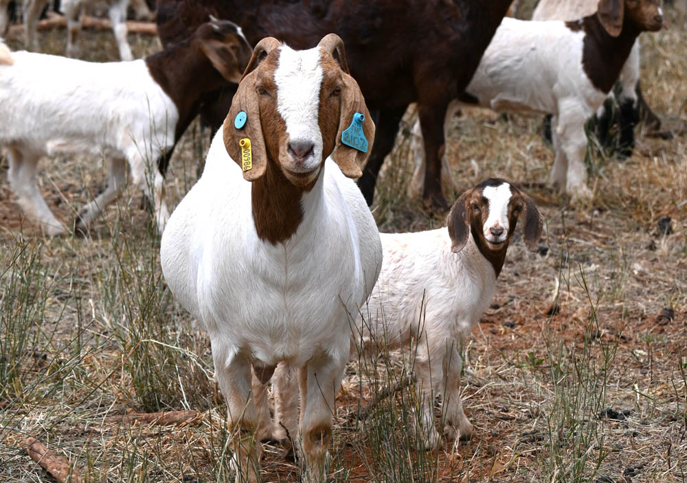 Tagged goats at Condobolin Agricultural Research and Advisory Station. Image courtesy of N. Leighton.