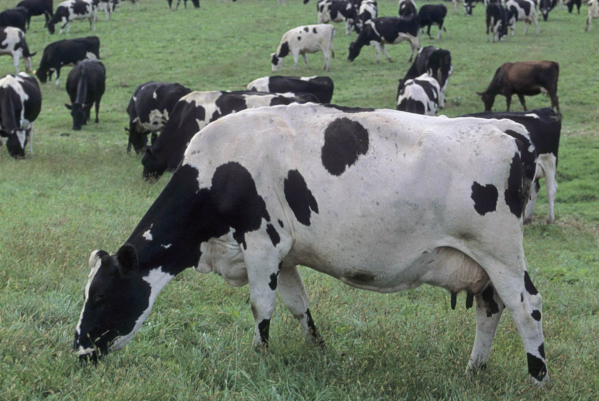 Dairy cows grazing in a field