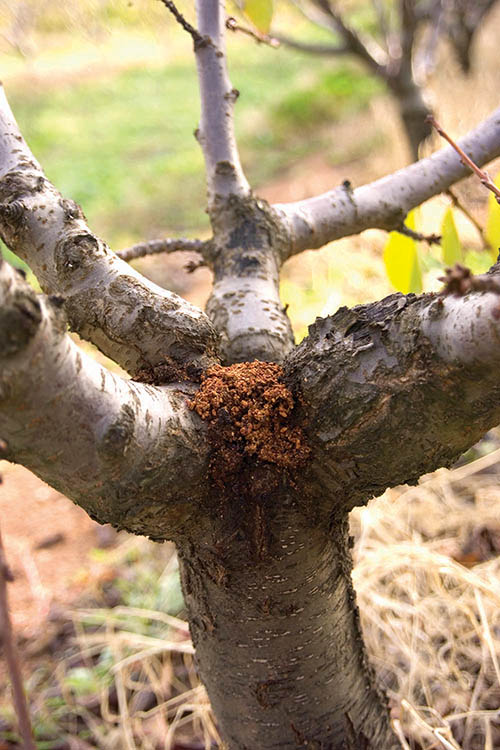 Sawdust patch on a borer-infested tree. Sawdust patch on a borer-infested tree.