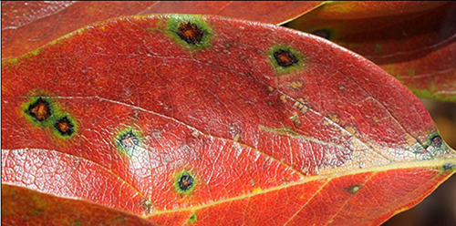 Circular leaf spot (Mycosphaerella spp.) symptoms on a persimmon leaf. Photo: George et al. (2017) Circular leaf spot (Mycosphaerella spp.) symptoms on a persimmon leaf. Photo: George et al. (2017).