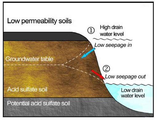 Figure 2. Groundwater flow and groundwater/drain water level relationships in low permeability ASS. 1 shows a high drain water level (i.e. from floodgate opening) and low seepage away from the drain into the ground. 2 shows a low drain water level and low seepage of groundwater towards the drain. Figure 2. Groundwater flow and groundwater/drain water level relationships in low permeability ASS. 1 shows a high drain water level (i.e. from floodgate opening) and low seepage away from the drain into the ground. 2 shows a low drain water level and low seepage of groundwater towards the drain.