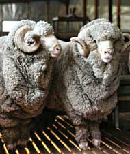 Merino rams