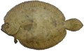 Flounder