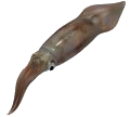 Squid