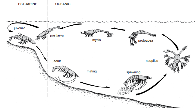 Prawn life cycle Life cycle of a prawn