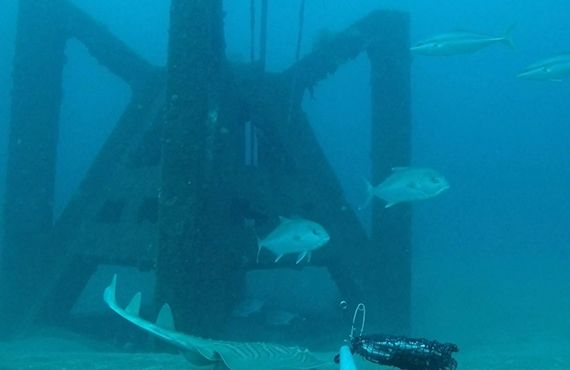 Yellowtail Kingfish & Samson fish at Port Macquarie offshore artificial reef June 2018