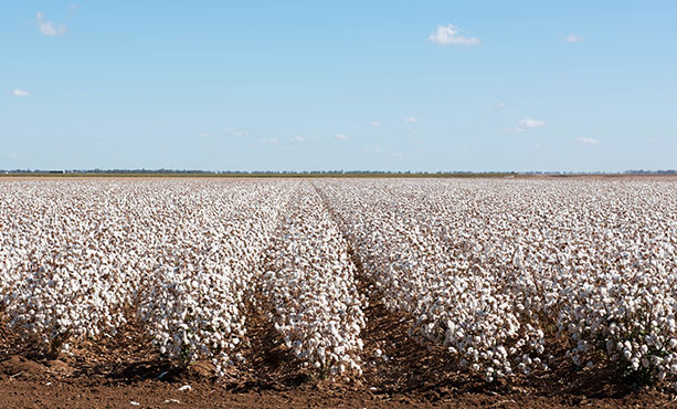 Cotton