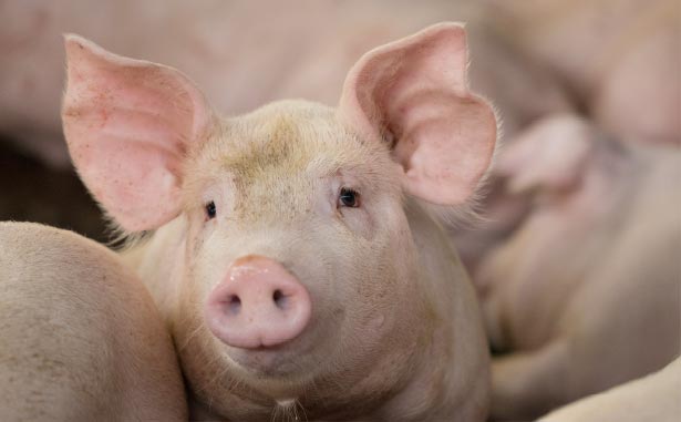 Pig close-up