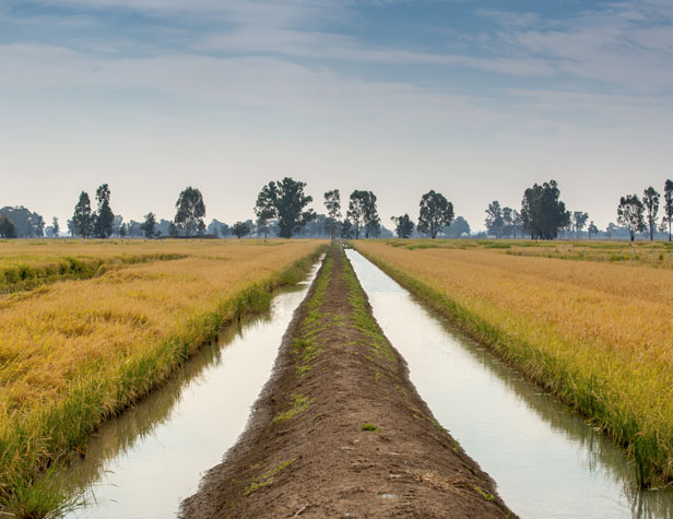 Rice field