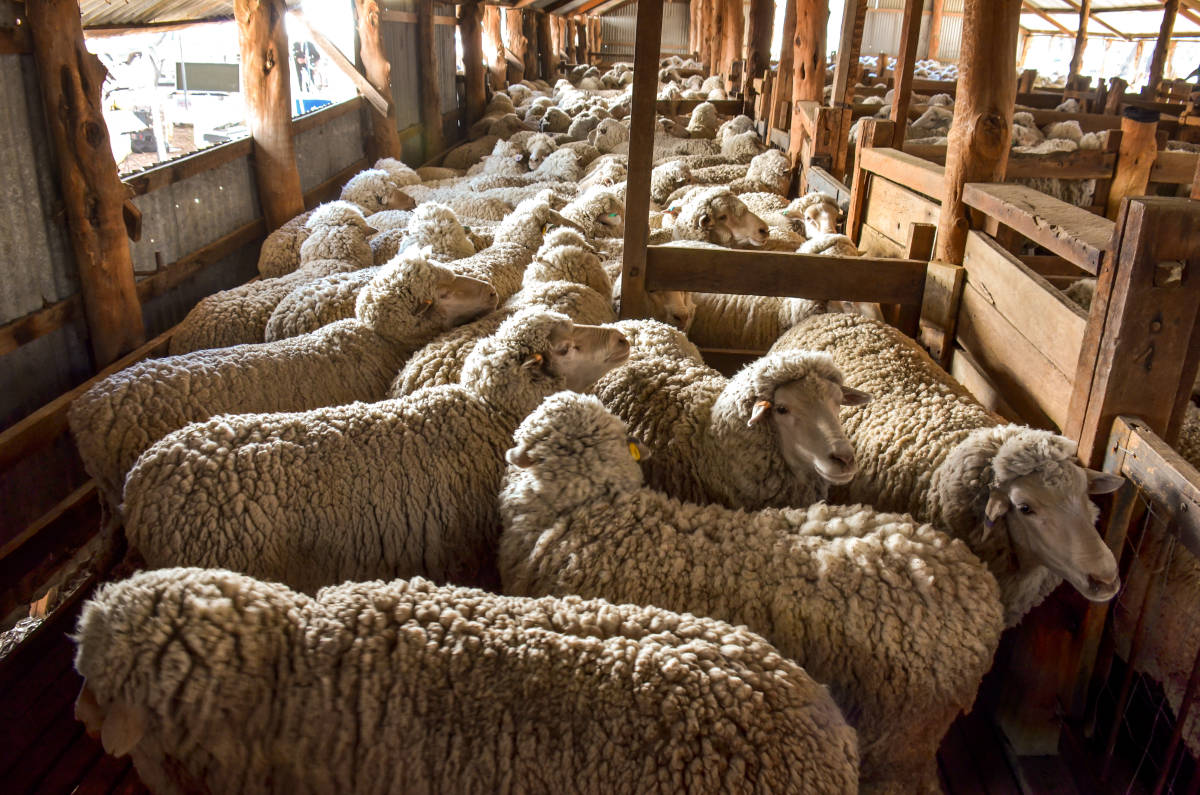 Wool