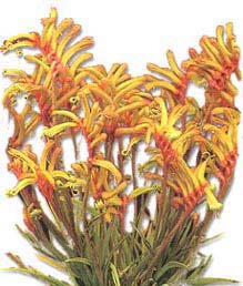 Kangaroo paws