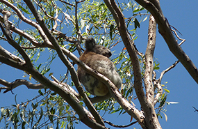 Koala in a tree