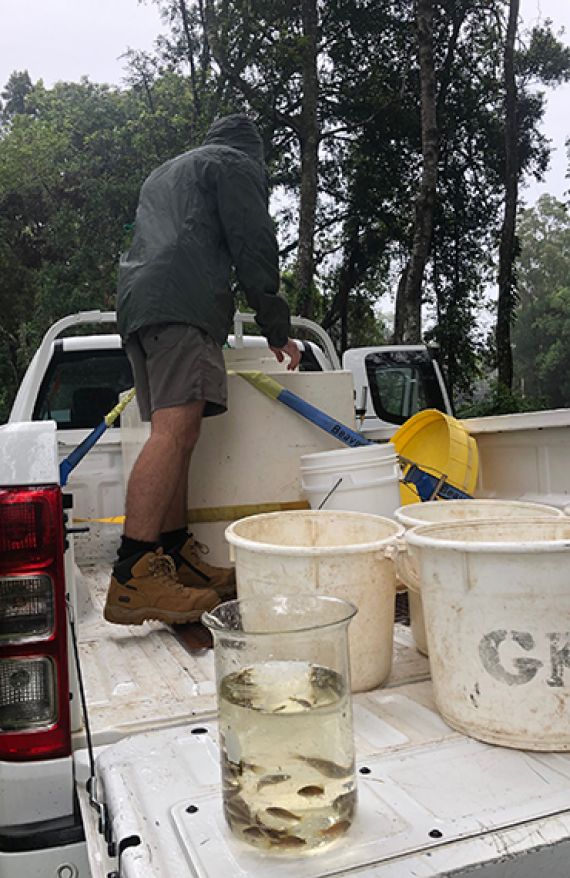 Eastern Freshwater Cod stocking 2021