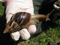 Giant African snail