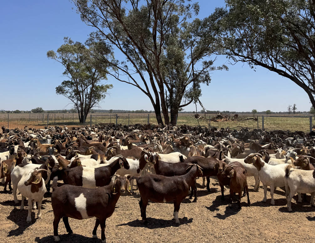 Goats in a yard at Condobolin Agricultural Research and Advisory Station. Image courtesy of N. Leighton.