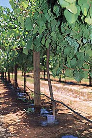 Irrigated grape vines