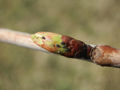Cherry aphids on a bud. Photo: Mariusz Sobieski, Bugwood.org.