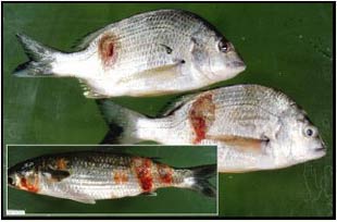 Figure 2. Bream and mullet with lesions caused by ‘redspot’ disease. This disease has been linked to acid drainage water, which causes skin damage and allows a fungus to invade the skin, causing lesions (Photo: Richard Callinan) Figure 2. Bream and mullet with lesions caused by ‘redspot’ disease. This disease has been linked to acid drainage water, which causes skin damage and allows a fungus to invade the skin, causing lesions (Photo: Richard Callinan)
