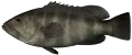 Banded Rock Cod (Bar Cod)